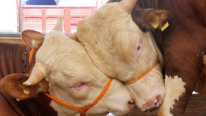 2023 Kurban Bayramı Öncesi Küçükbaş ve Büyükbaş Kurbanlık Fiyatları Nasıl Belirlendi?