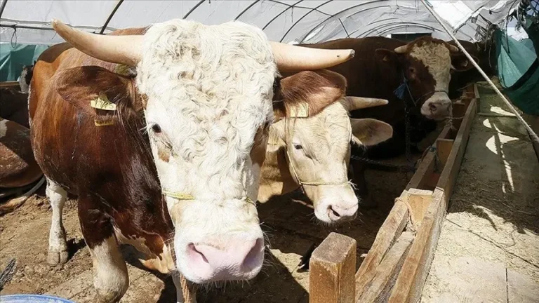 2026 Kurban Bayramı tatili için 9 günlük planlama ihtimali ve Kabine’nin kararı bekleniyor