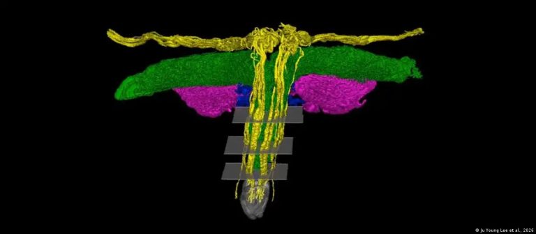 Klitorisin gerçek yapısı üç boyutlu görüntüleme ile çözüldü