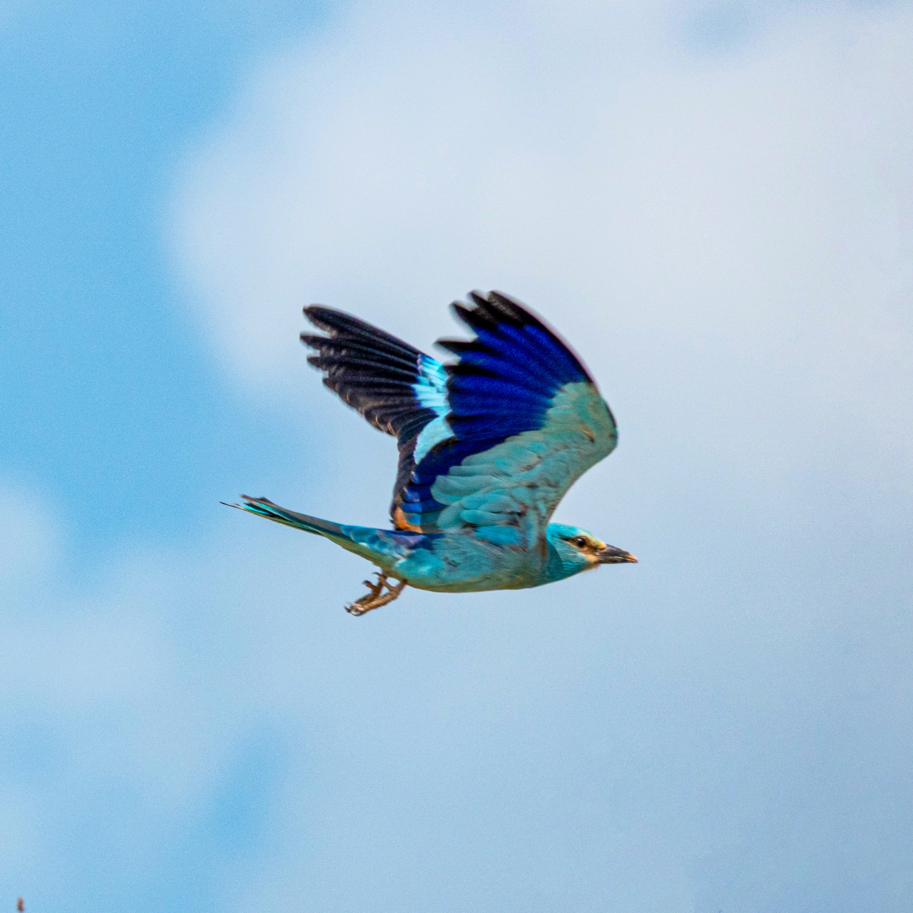 Adıyaman’da doğa gözlemlerinde gökkuzgunun nadir görüntüleri heyecan yarattı