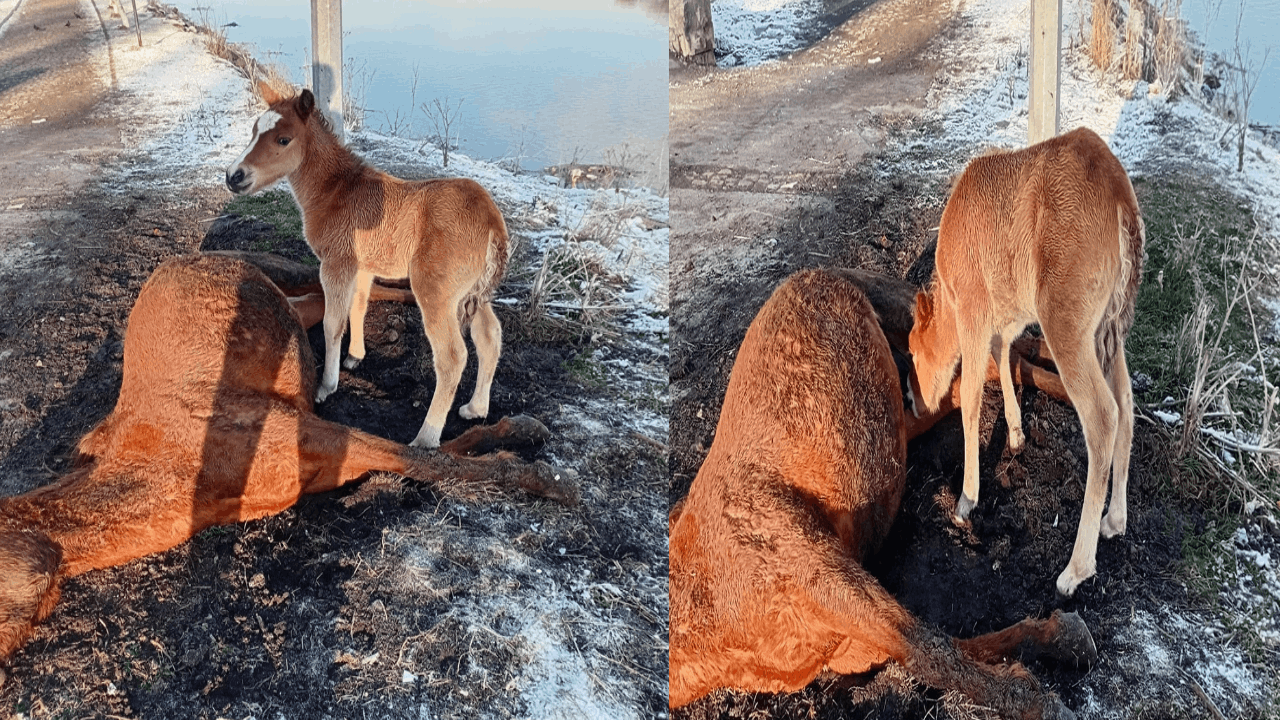 Ardahan’da Yürek Burkan Veda: Tay Annesinin Yanından Ayrılmadı