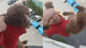 Başakşehir’de Köpeğine Eziyet Eden Kadın Halkı Şoke Etti