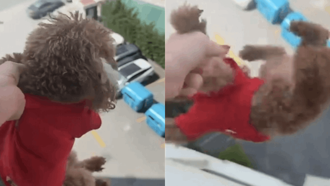 Başakşehir’de Köpeğine Eziyet Eden Kadın Halkı Şoke Etti