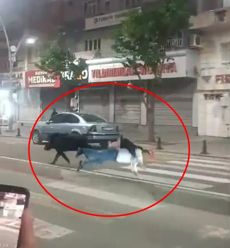 Batman şehir merkezinde yaban domuzu dehşeti yaşandı, 3 kişi yaralandı