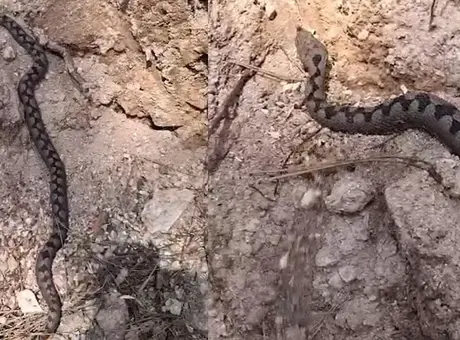 Bolu orman işçilerinin odun yığınlarında bulduğu zehirli yılan korkuttu