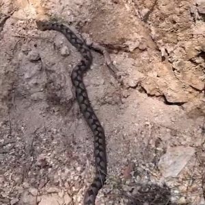 Bolu’da tehlikeye yakın Kafkas burunlu engerek yılanı orman işçileri tarafından görüntülendi