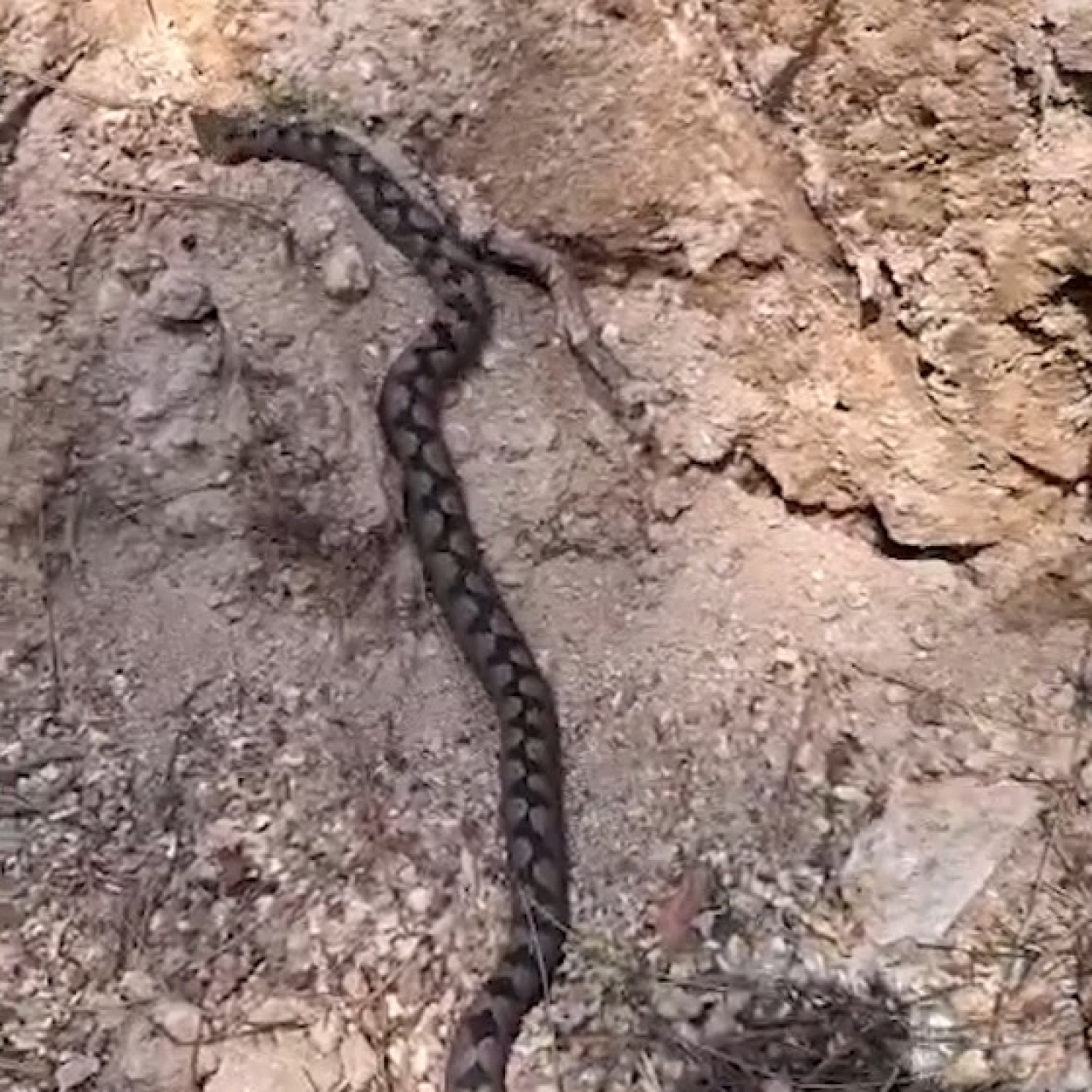 Bolu’da tehlikeye yakın Kafkas burunlu engerek yılanı orman işçileri tarafından görüntülendi