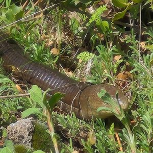 Bozkurt’ta nadir görülen oluklu kertenkele doğal yaşam alanında görüntülendi