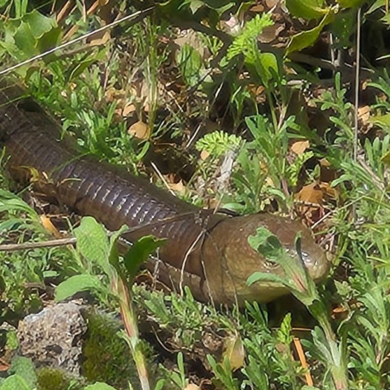 Bozkurt’ta nadir görülen oluklu kertenkele doğal yaşam alanında görüntülendi