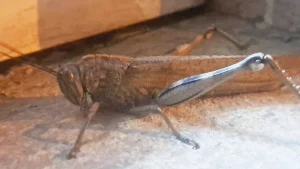 Diyarbakır Silvan’da keşfedilen dev etçil çekirge görenleri şaşırtıyor