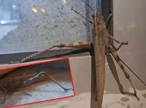 Diyarbakır’da 25 cm boyundaki dev çekirge görenleri şaşkına çevirdi