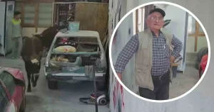 Elmadağ’da kaçan danalar oto tamir atölyesini ziyaret etti, çalışanlar şaşkın