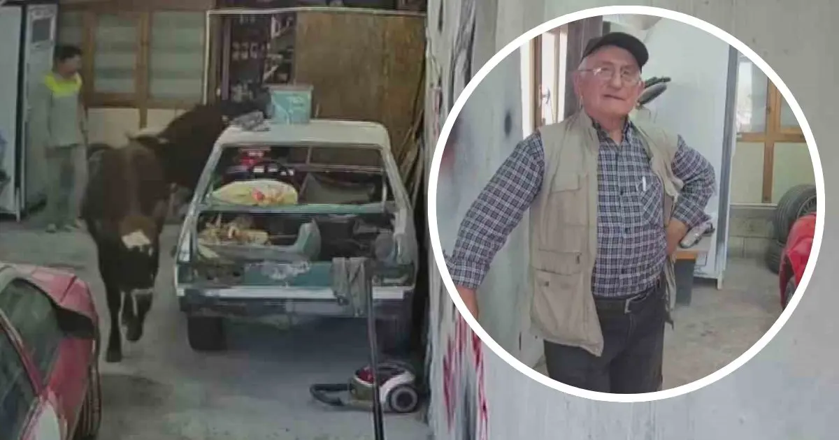 Elmadağ’da kaçan danalar oto tamir atölyesini ziyaret etti, çalışanlar şaşkın