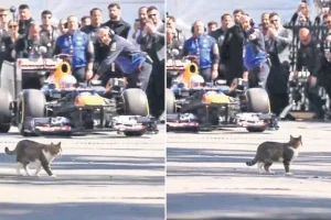 Formula 1 dünya çapında kedinin sevimli tanıtım videosuyla yankı uyandırdı