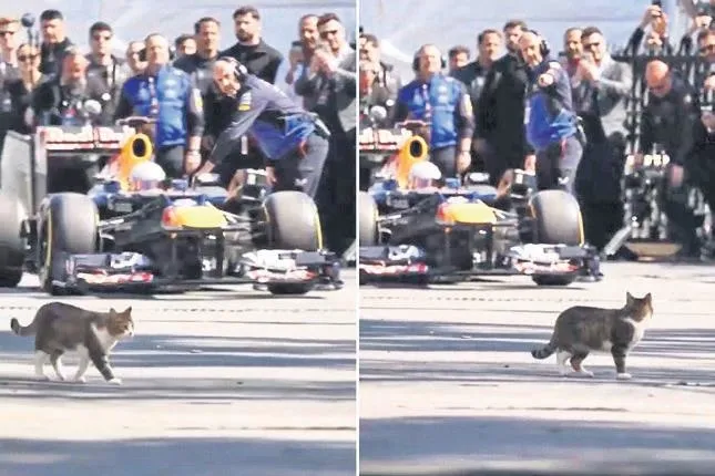 Formula 1 dünya çapında kedinin sevimli tanıtım videosuyla yankı uyandırdı