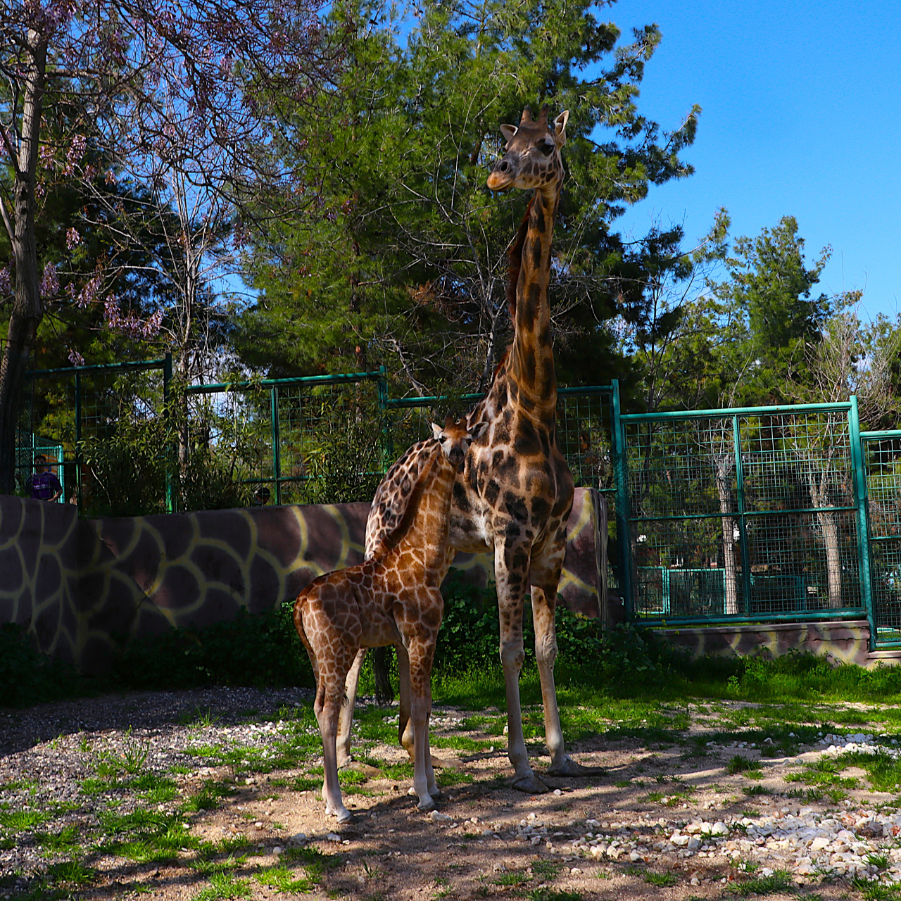 Gaziantep Doğal Yaşam Parkı’nda Yeni Doğan Zürafa Yavrusu Ziyaretçileri Mest Ediyor