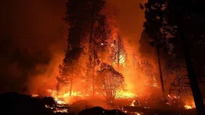 Georgia’daki korkunç orman yangınları 120’den fazla evi yok etti