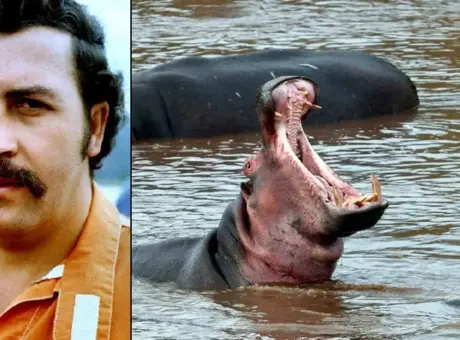 Hindistanlı milyarderin oğlu Kolombiya’nın başına bela olan su aygırlarını kurtarmayı hedefliyor