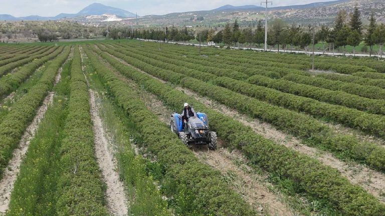 Isparta’da Gül Hasadında Yüzler Gülüyor: Rekolte Beklentisi Yükseldi
