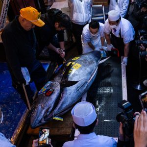 Japonya’da Milyon Dolarlık Ton Balığı: Rekor Kıran Açık Artırma!