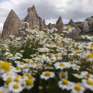 Kapadokya’da Baharın Büyüleyici Dönüşümü: Peribacaları ve Çiçeklerin Dansı