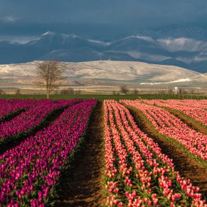 Karaman’ın Atlas Lale Bahçeleri: Türkiye’nin Hollanda’sı
