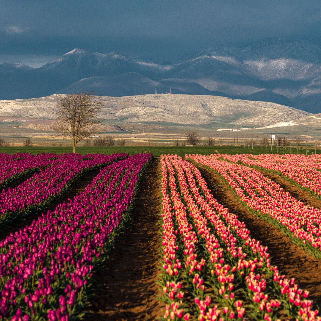 Karaman’ın Atlas Lale Bahçeleri: Türkiye’nin Hollanda’sı