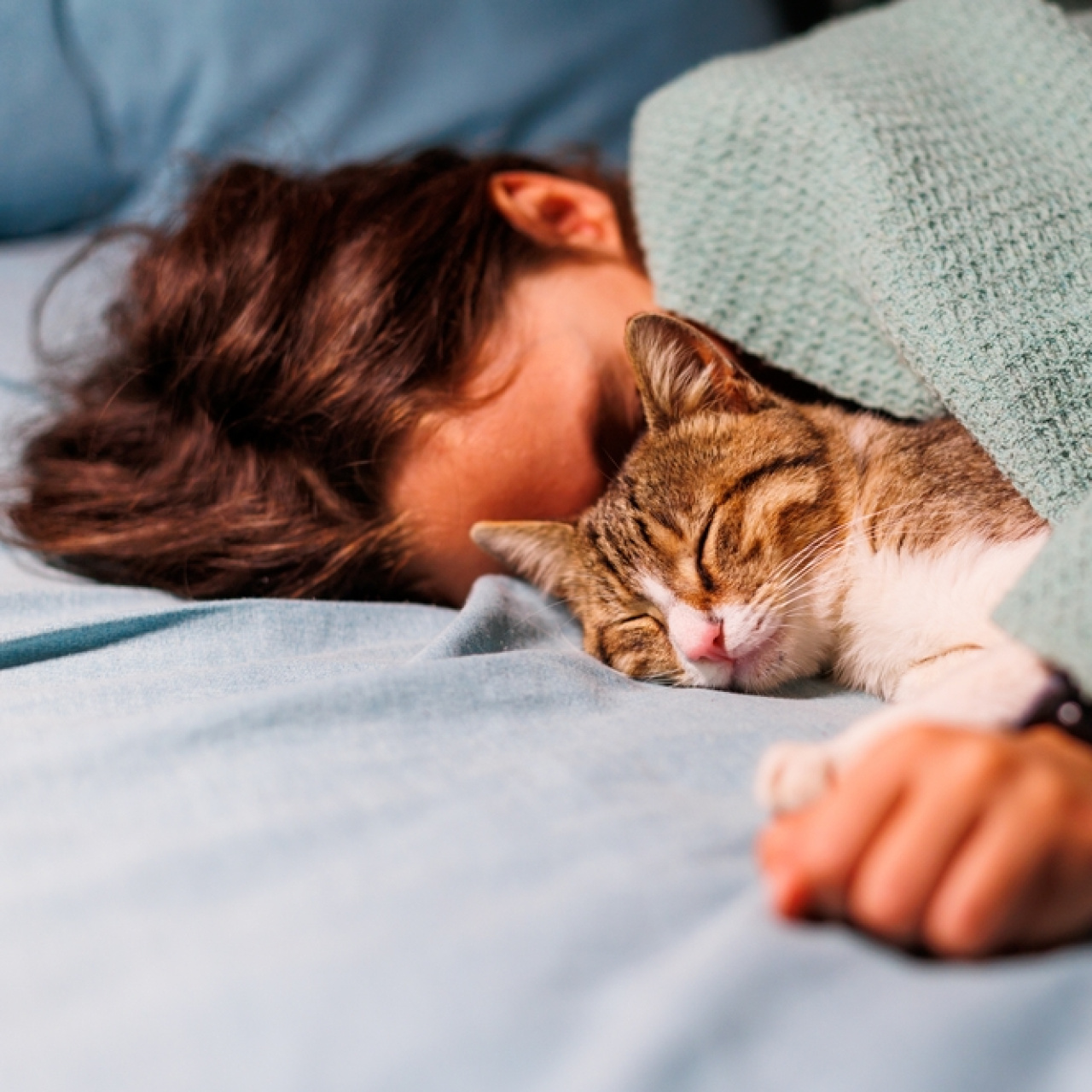 Kedilerin İnsan Duygularını Anlama Yeteneği: Bilim Ne Diyor?