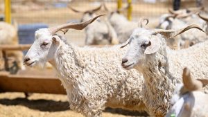 Kurban Maliyetlerinde Büyük Artış: Yurt İçi ve Yurt Dışı Fiyatlar Arasında Uçurum