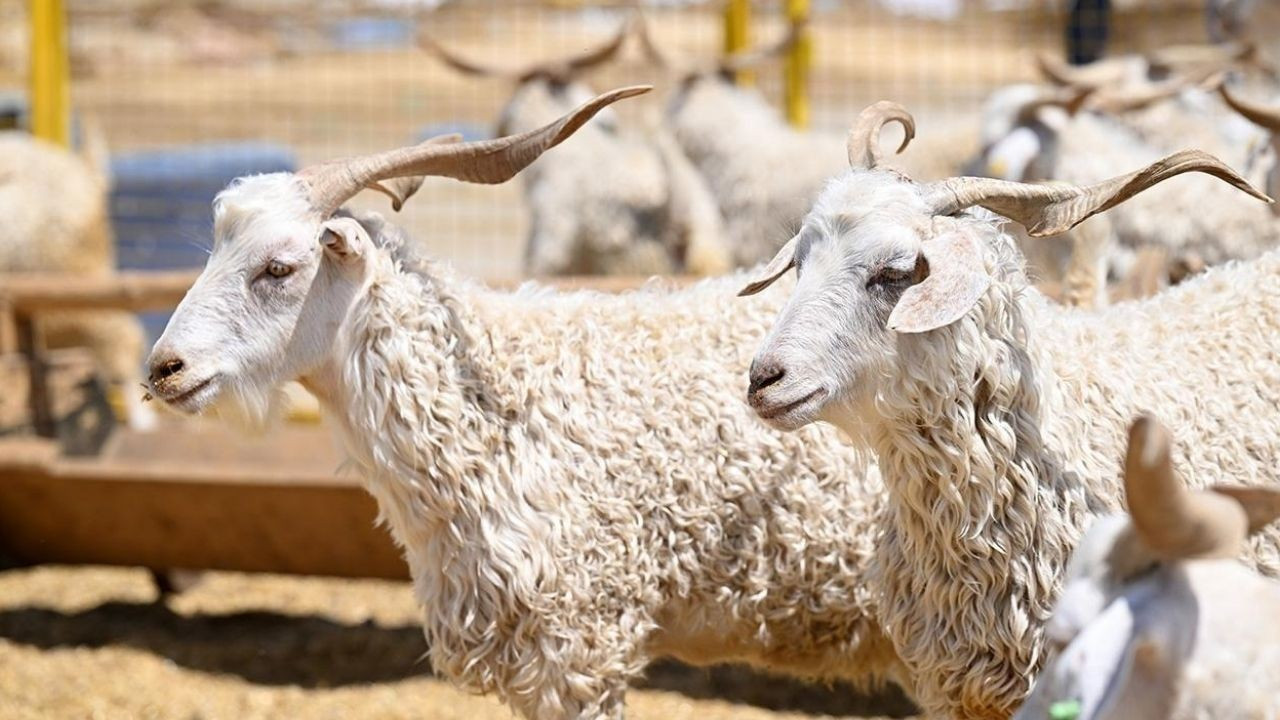 Kurban Maliyetlerinde Büyük Artış: Yurt İçi ve Yurt Dışı Fiyatlar Arasında Uçurum