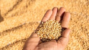 Küresel Gıda Krizinin Eşiğinde: ABD’deki Kuraklık Buğday Fiyatlarını Zirveye Taşıyor