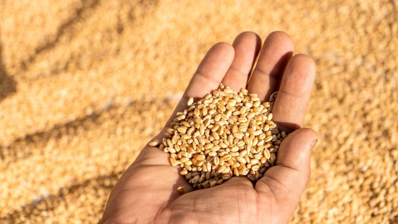 Küresel Gıda Krizinin Eşiğinde: ABD’deki Kuraklık Buğday Fiyatlarını Zirveye Taşıyor