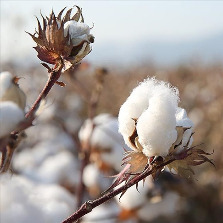 Ortadoğu’daki Gerilim Türk Tekstil Sektörünü Doğal Pamuğa Yöneltti