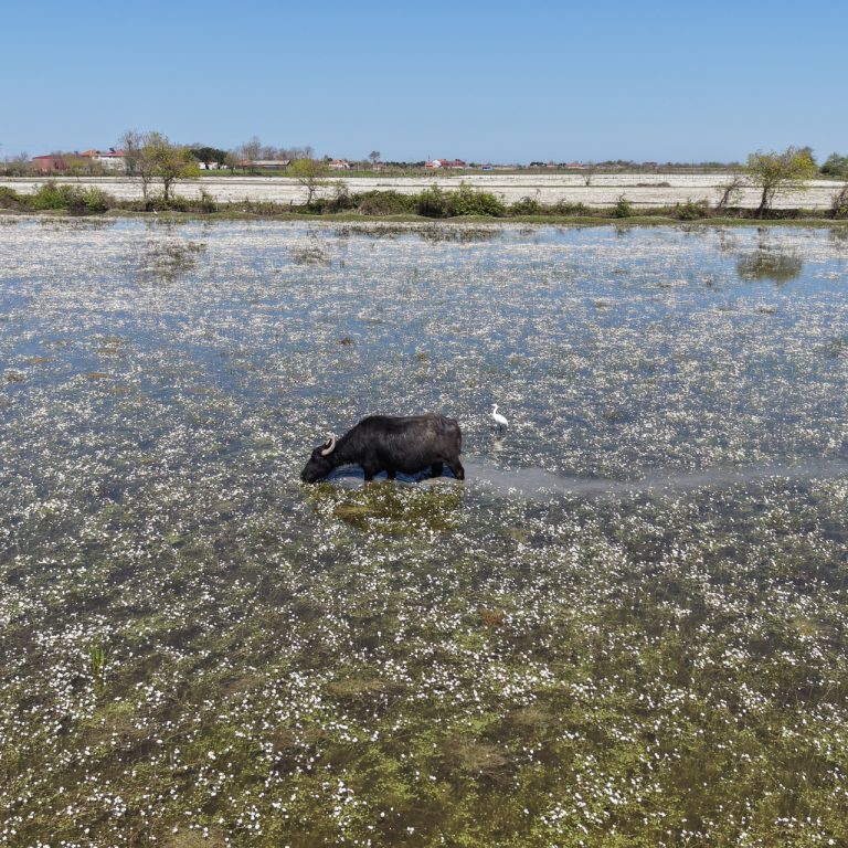 Samsun’un Doyran Mahallesi’nde su papatyalarıyla masalsı bir manzara oluştu