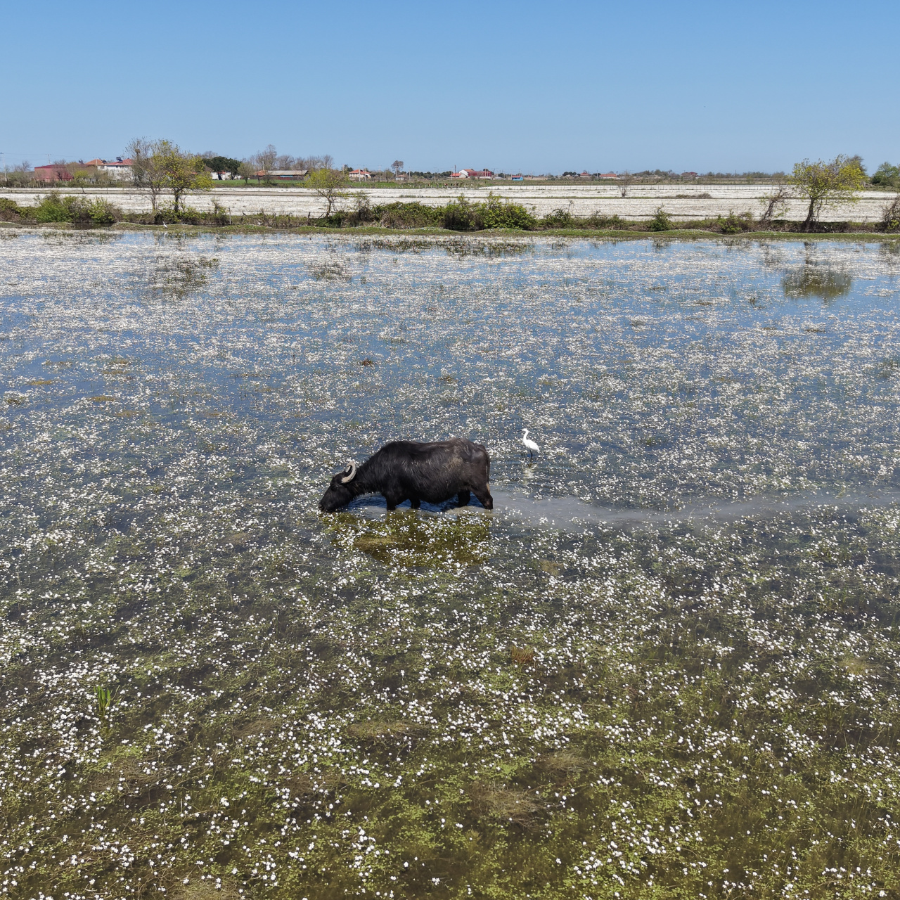 Samsun’un Doyran Mahallesi’nde su papatyalarıyla masalsı bir manzara oluştu