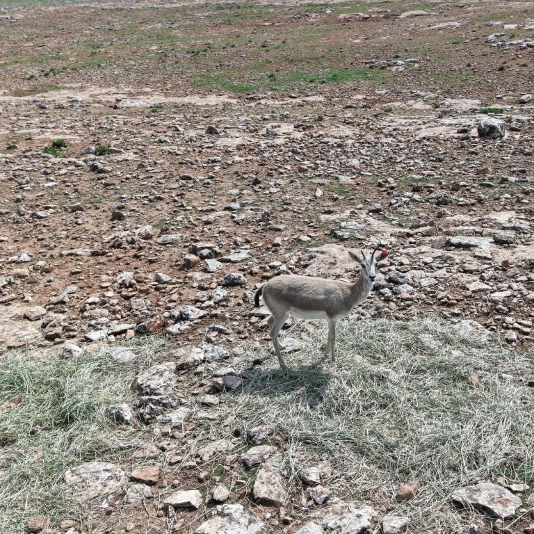 Şanlıurfa’da Urfa ceylanlarının popülasyonu yapay zeka ile takip ediliyor