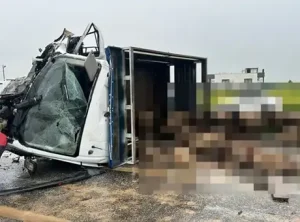 Siirt Kurtalan’da Koyun Yüklü Kamyonet ve Otomobil Çarpıştı, Can Kaybı Yaşandı