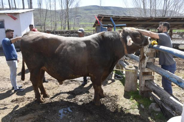 Sivas’ta 1 ton 180 kiloluk dev boğa Poyraz 435 bin TL’ye alıcı bekliyor