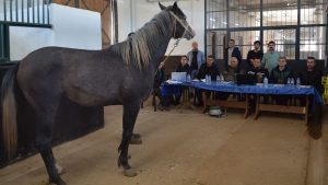 TİGEM, 353 Safkan Arap Tayını Elit ve Koşu Tayı Olarak Belirledi