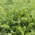 Yerli Tarımda Bir Başarı Hikayesi: NKÜ Efsane Korunga Tescillendi