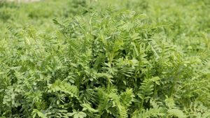 Yerli Tarımda Bir Başarı Hikayesi: NKÜ Efsane Korunga Tescillendi