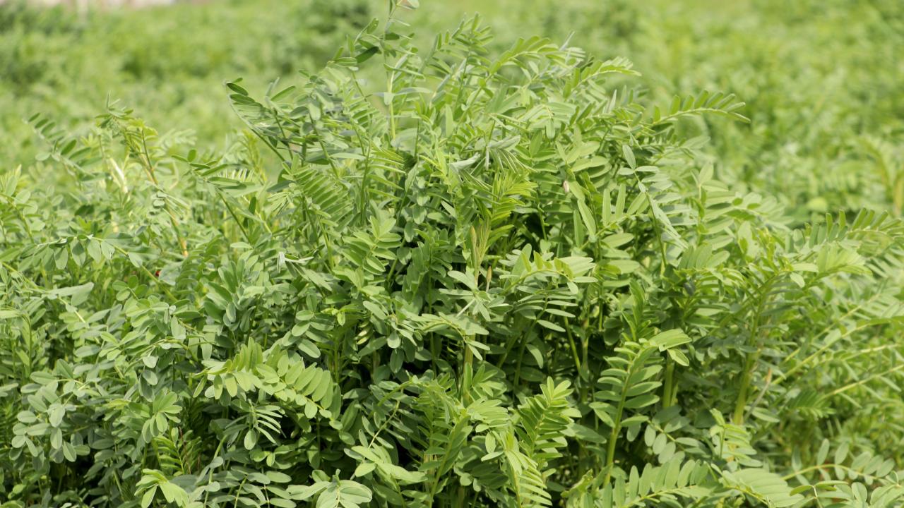 Yerli Tarımda Bir Başarı Hikayesi: NKÜ Efsane Korunga Tescillendi