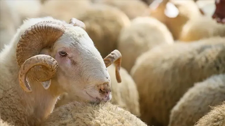 2026 Kurban Bayramı tatili 9 gün mü olacak, Bakan Ersoy’dan dikkat çeken açıklama