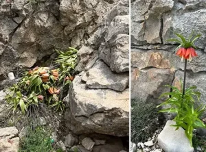 Adıyaman’da koruma altındaki ters laleler kimliği belirsiz kişilerce koparıldı