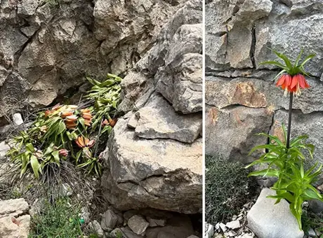 Adıyaman’da koruma altındaki ters laleler kimliği belirsiz kişilerce koparıldı