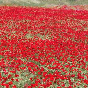 Adıyaman’daki nohut tarlalarını gelincik çiçekleri renklendirdi