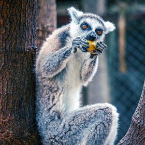 Antalya Doğal Yaşam Parkı’nda doğan lemur Zabumafu ziyaretçileri büyülüyor