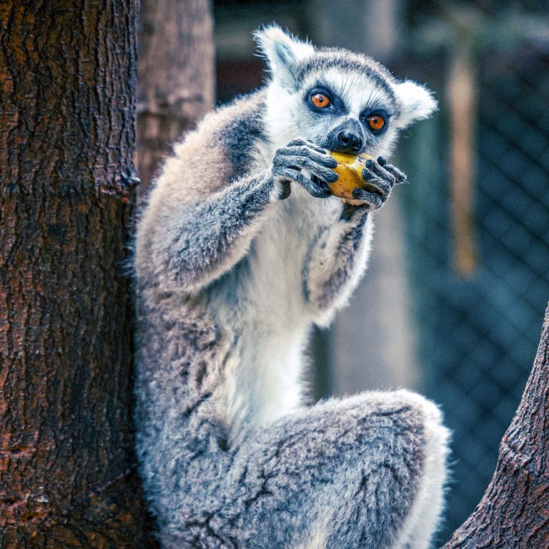 Antalya Doğal Yaşam Parkı’nda doğan lemur Zabumafu ziyaretçileri büyülüyor