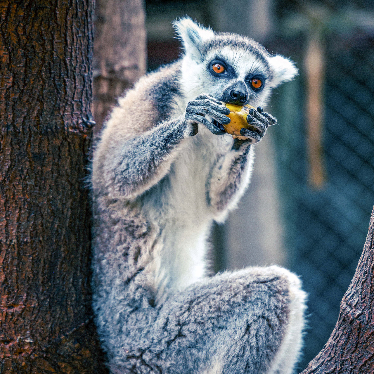 Antalya Doğal Yaşam Parkı’nda doğan lemur Zabumafu ziyaretçileri büyülüyor