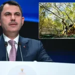 Bakan Kurum, 854 yaşındaki anıt çınarın doğa mirası hikayesini anlattı